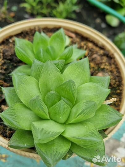 Хавротия купера