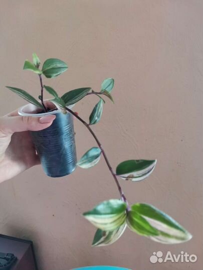 Традесканция