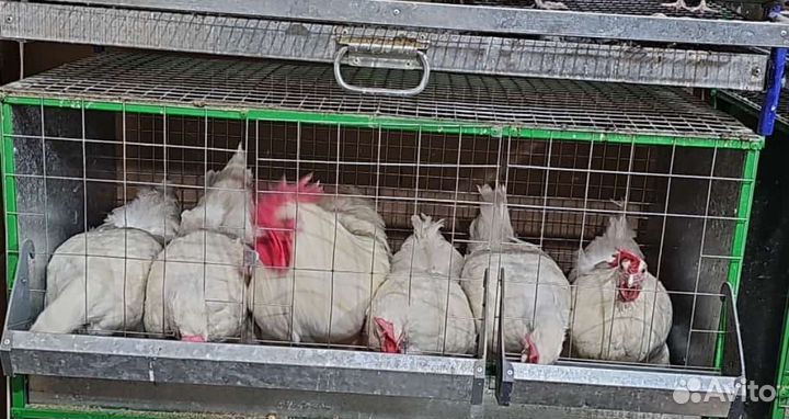 Клетка для птиц