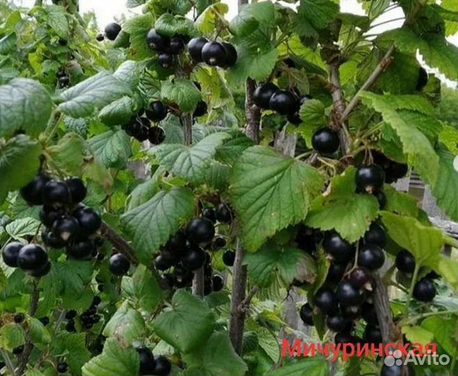 Смородина (саженцы, ягоды, варенье) 20 сортов