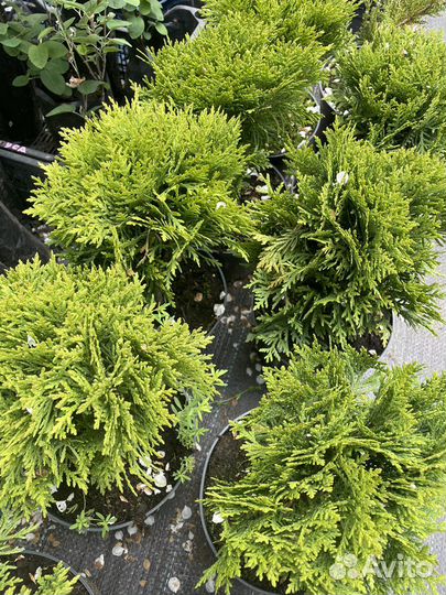 Хвойные растения