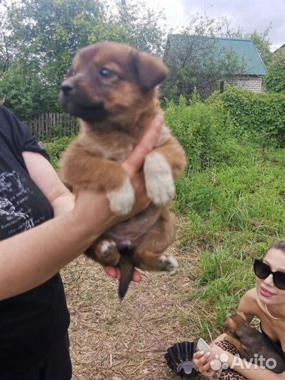 Щенки в добрые руки