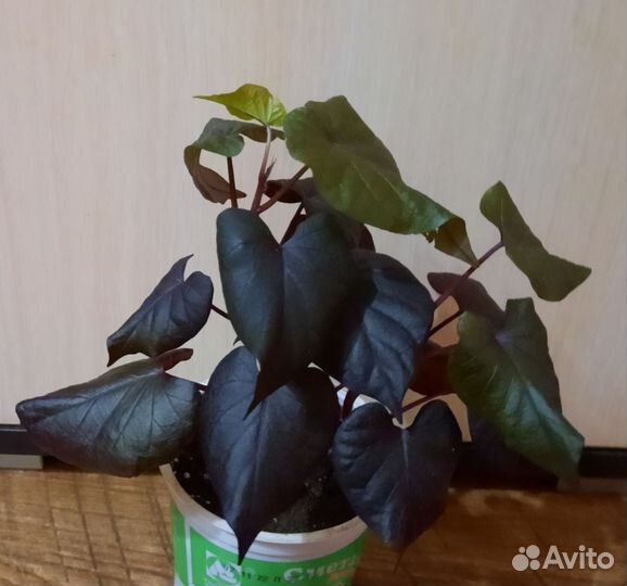 Ипомея батат