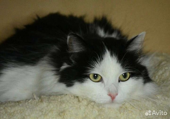 Лайза ищет теплый уголок