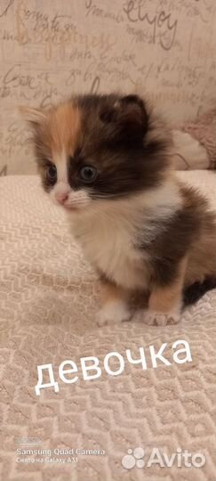 Отдам в добрые руки котят