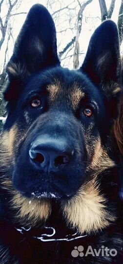 Кобель для вязки