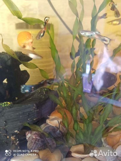 Сомики анциструсы