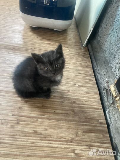 Кошка в дар бесплатно