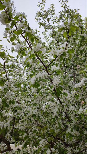 Участок 6 сот. (СНТ, ДНП)