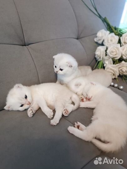 Котята Британская шиншилла