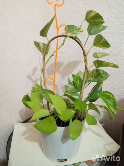 Сциндапсус