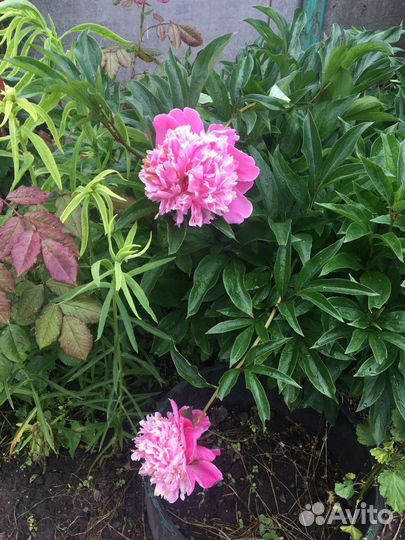 Садовые цветы