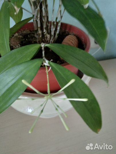 Драцена суркулоза