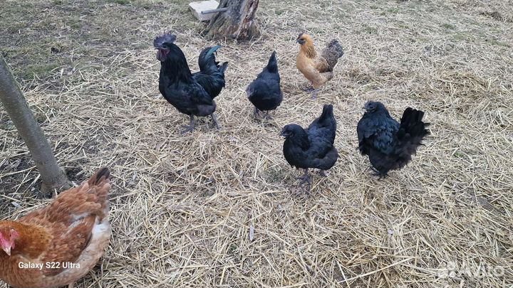 Молодые петухи Ухейилюй и их помеси