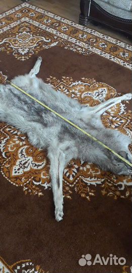 Шкура волка