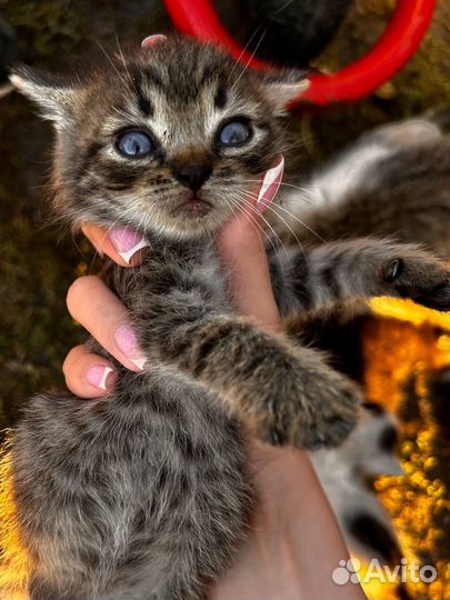 Котенок полосатый