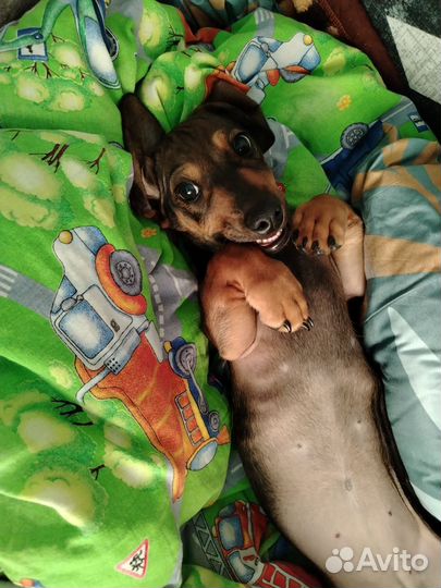 Щенок таксы