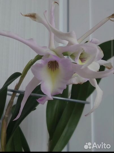 Орхидеи набор