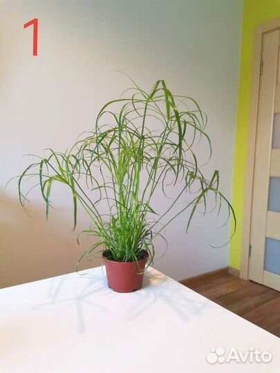 Циперус 30 см