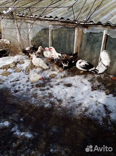 Мускусные утки