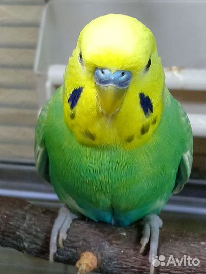 Попугаи волнистые радужные