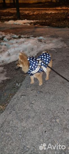 Одежда для маленьких собак м