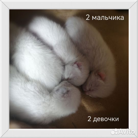 Тайские котята