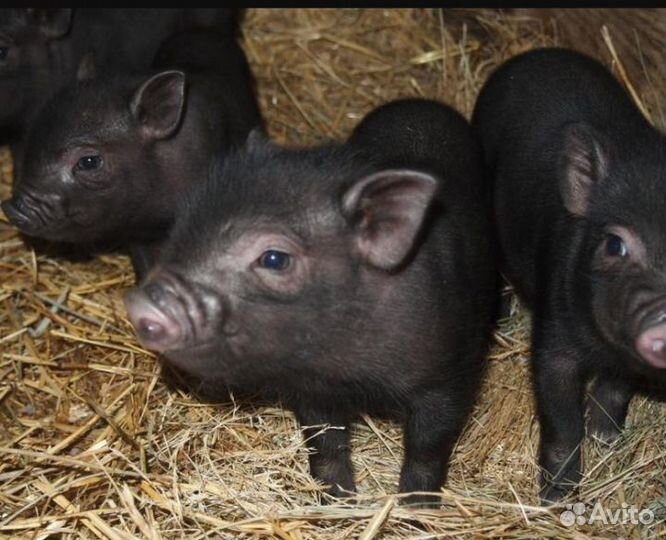 Вислобрюхие поросята