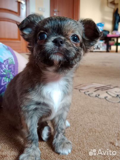 Щенок чихуахуа