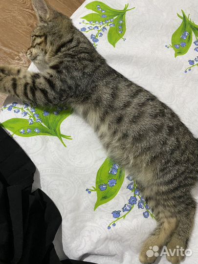 Котенок мальчик