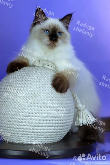 Пушистое счастье