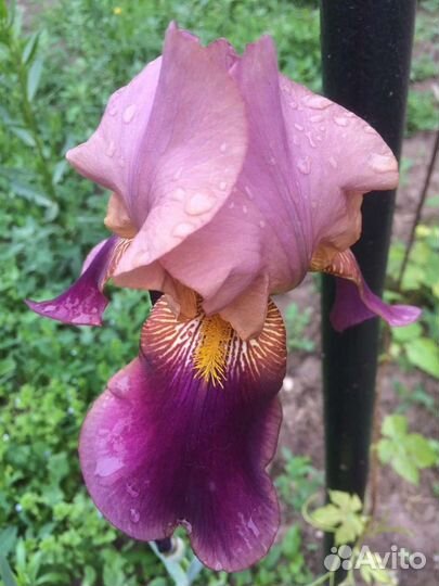 Цветы ирисы