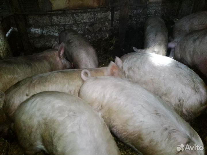 Свинина деревенская живым весом