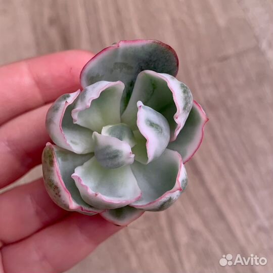 Редкие коллекционные суккуленты