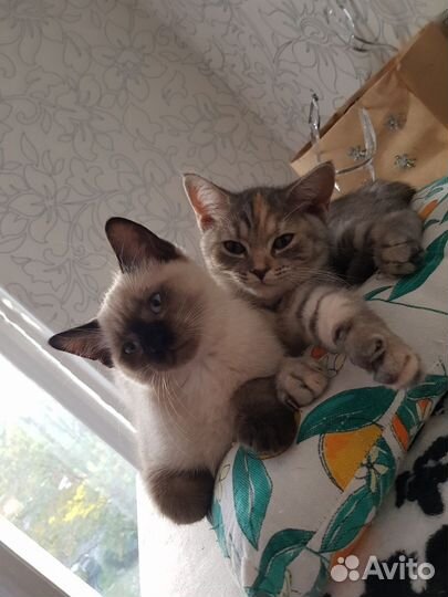 Шотландские вислоухие и прямоухие котята, тайские