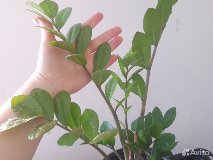 Замиокулькас