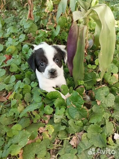 Собака в добрые руки отдам бесплатно