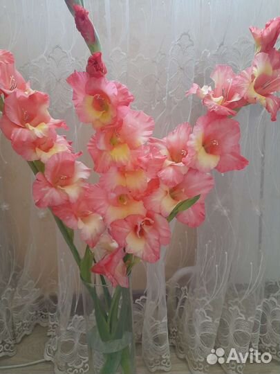 Гладиолус, Ромашка букет