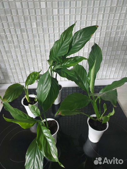 Спатифиллум(женское счастье)