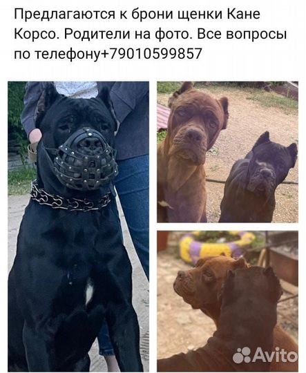 Собака в добрые руки щенок