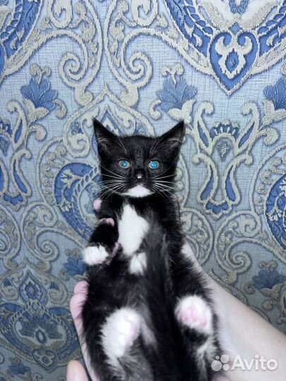 Кошки в добрые руки бесплатно