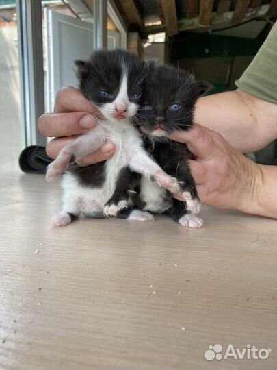 Котенок девочка