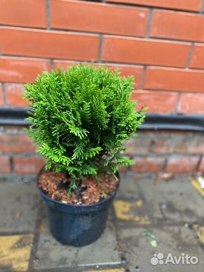 Можжевельник