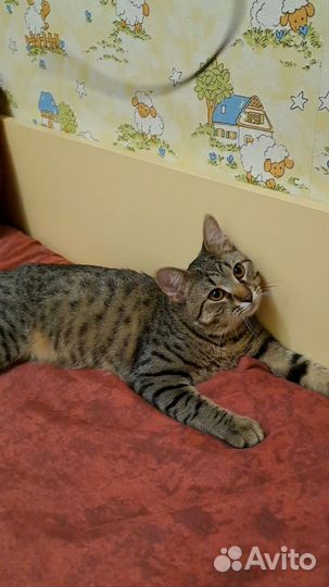 Котик 8 месяцев, кастрирован