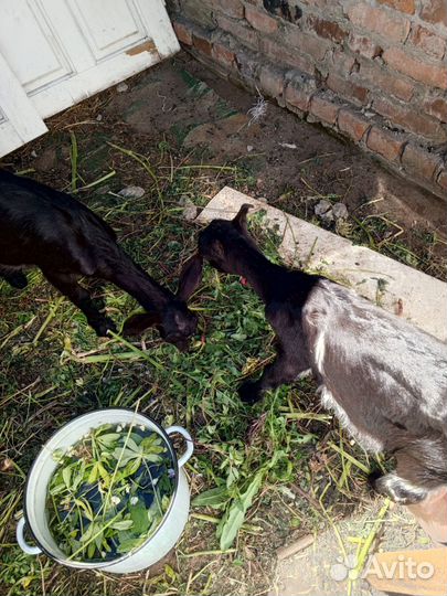 Козы молодые