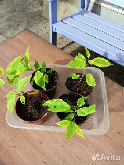 Дерен желтый