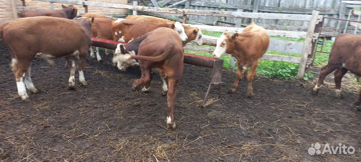 Быки герефорды