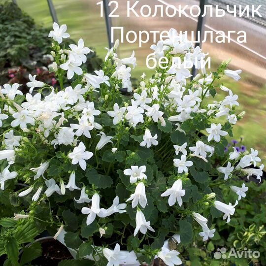 Кампанула жених невеста