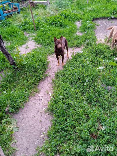 Щенки и собаки