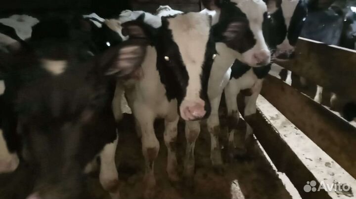 Бычки и тёлки